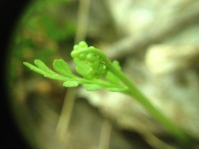 Botrychium matricariifolium, photographed by Étienne Lacroix-Carignan