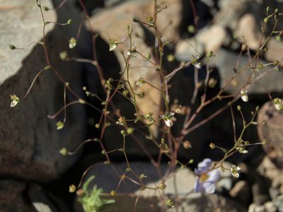 Nemacladus orientalis, photographed by Jim Morefield