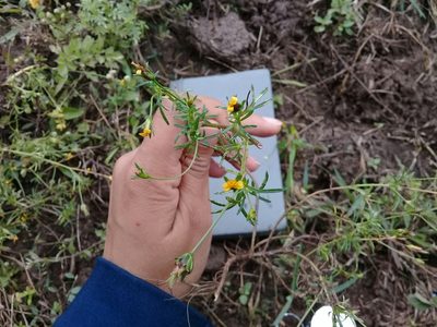 Heterosperma pinnatum, photographed by Dayan Romero