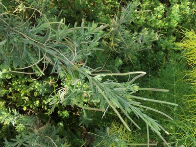 Epilobium hirtigerum, photographed by Peter de Lange