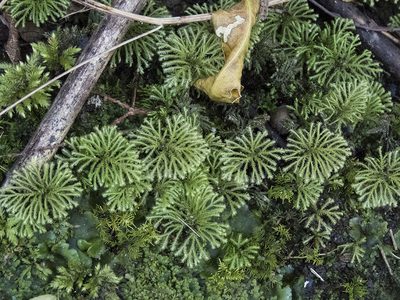Canalohypopterygium tamariscinum, photographed by Sebastian Doak