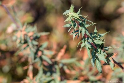 Berberis nevinii, photographed by Charlie