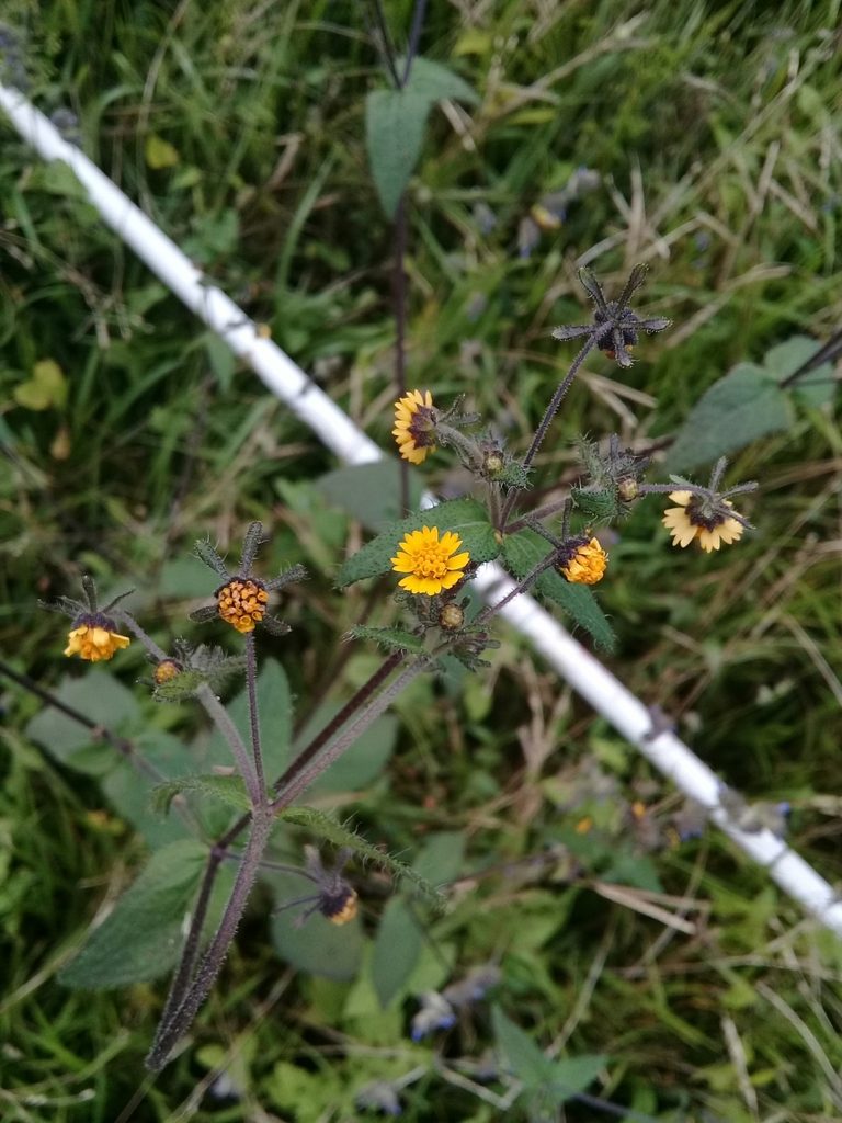 Sigesbeckia agrestis, photographed by Dayan Romero
