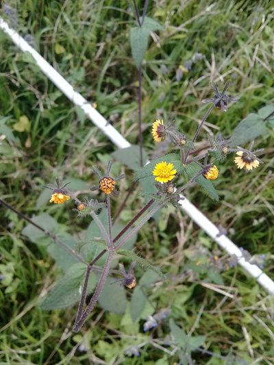 Sigesbeckia agrestis, photographed by Dayan Romero