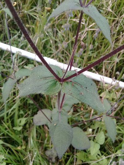 Sigesbeckia agrestis, photographed by Dayan Romero