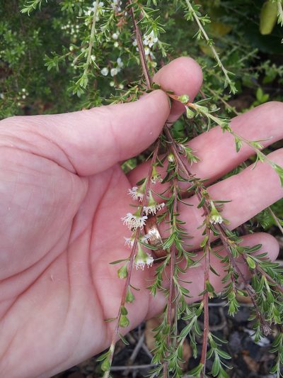 Kunzea amathicola, photographed by Peter de Lange