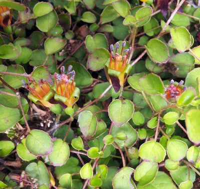 Fuchsia procumbens, photographed by Peter de Lange