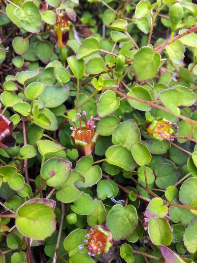 Fuchsia procumbens, photographed by Peter de Lange