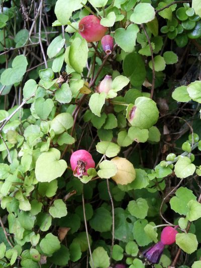 Fuchsia procumbens, photographed by Peter de Lange