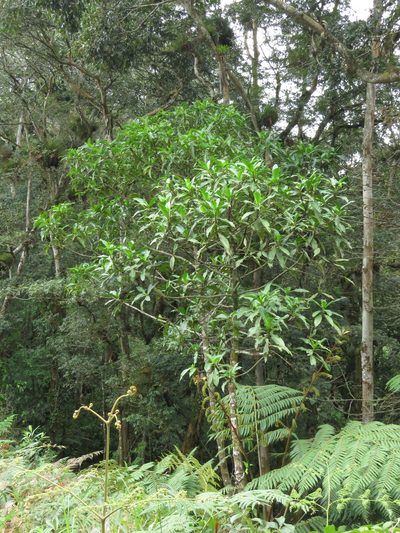 Hedyosmum mexicanum, photographed by Bernardino Villa B.