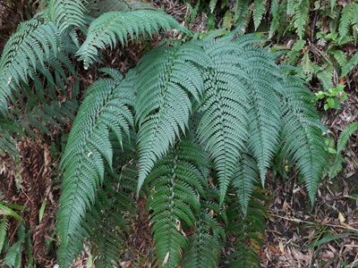 Polystichum wawranum, photographed by Leon Perrie