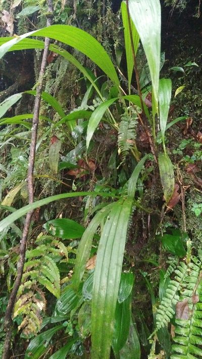 Calanthe densiflora, photographed by Cheng-Te Hsu