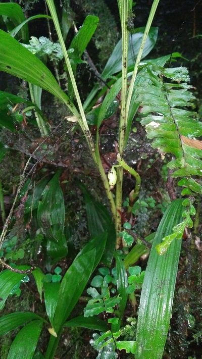 Calanthe densiflora, photographed by Cheng-Te Hsu