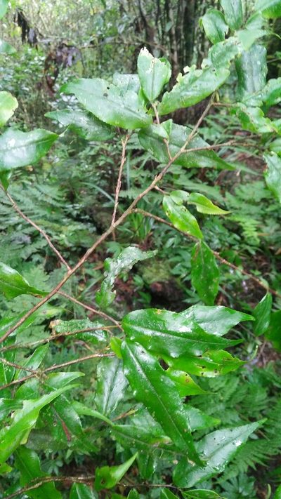 Camellia caudata, photographed by Cheng-Te Hsu