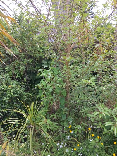 Populus yunnanensis, photographed by Jenny Christianson