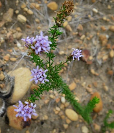 Selago burchellii, photographed by Di Turner