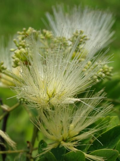 Albizia kalkora, photographed by 葉子