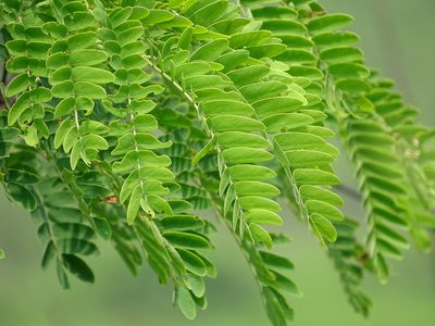 Albizia kalkora, photographed by 葉子