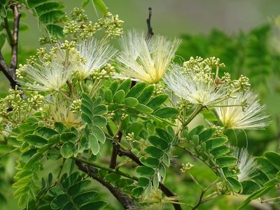 Albizia kalkora, photographed by 葉子
