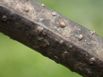 Albizia kalkora, photographed by 葉子