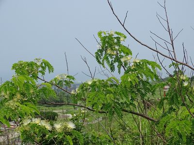 Albizia kalkora, photographed by 葉子