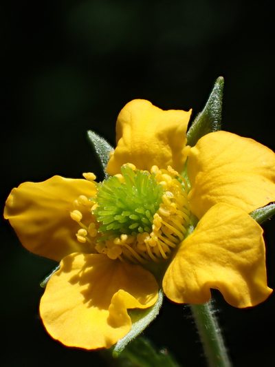 Geum japonicum, photographed by 葉子