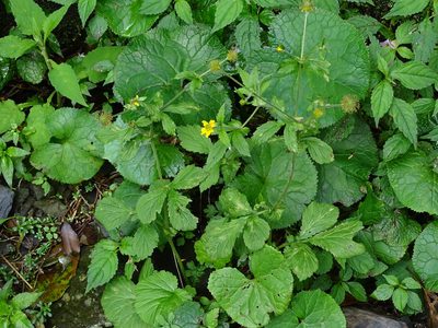 Geum japonicum, photographed by 葉子