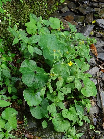 Geum japonicum, photographed by 葉子