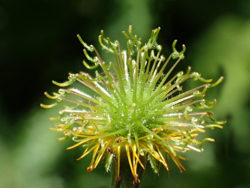 Geum japonicum, photographed by 葉子