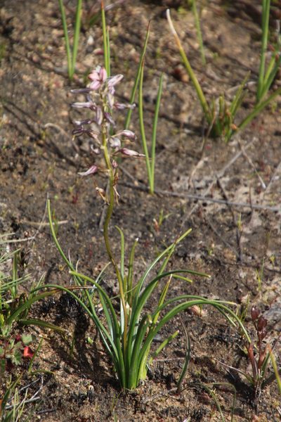 Tenicroa fragrans, photographed by Tony Rebelo