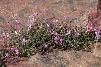 Pelargonium coronopifolium, photographed by Tony Rebelo