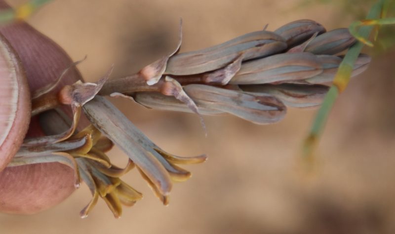 Dipcadi brevifolium, photographed by Tony Rebelo