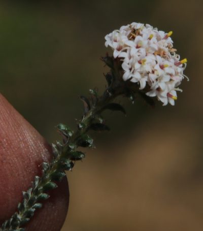Stoebe hispida, photographed by Tony Rebelo