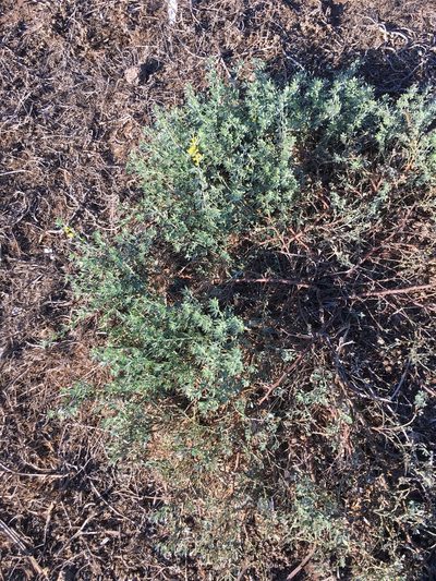 Acmispon dendroideus, photographed by Adam J. Searcy