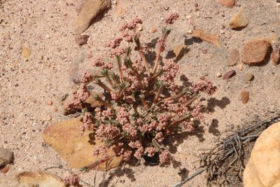 Psammotropha quadrangularis, photographed by Tony Rebelo