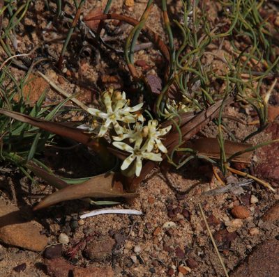 Wurmbea variabilis, photographed by Tony Rebelo