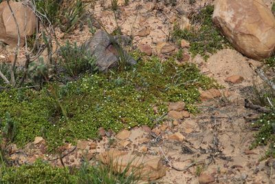 Acrosanthes humifusa, photographed by Tony Rebelo