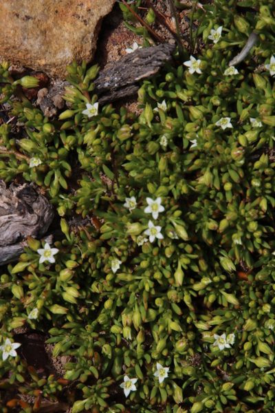 Acrosanthes humifusa, photographed by Tony Rebelo