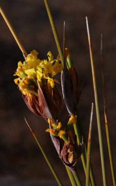 Bobartia rufa, photographed by Tony Rebelo