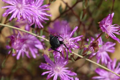 Lampranthus diffusus, photographed by Tony Rebelo
