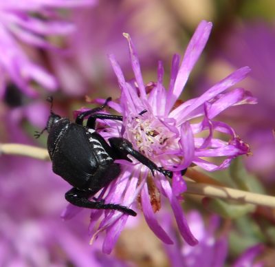 Lampranthus diffusus, photographed by Tony Rebelo
