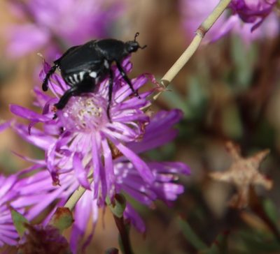 Lampranthus diffusus, photographed by Tony Rebelo