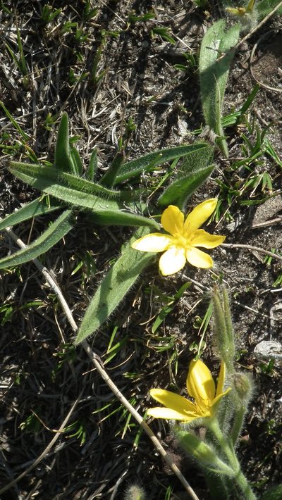 Hypoxis parvifolia, photographed by Shaun Swanepoel