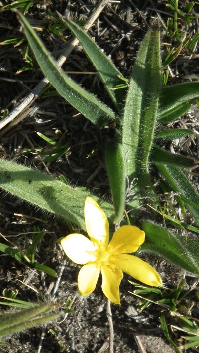 Hypoxis parvifolia, photographed by Shaun Swanepoel