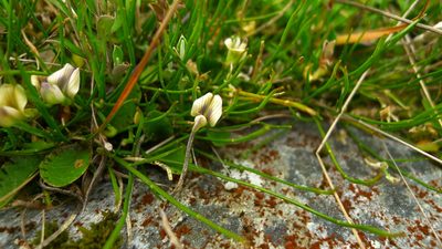 Carmichaelia uniflora, photographed by Sarah Richardson
