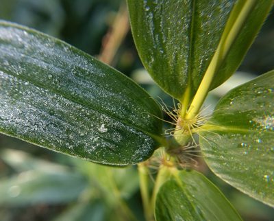 Phyllostachys aurea, photographed by Megan Kossa