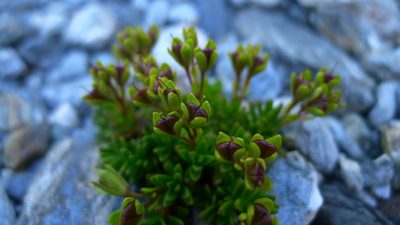 Veronica colostylis, photographed by Sarah Richardson