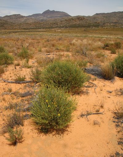 Othonna leptodactyla, photographed by Tony Rebelo