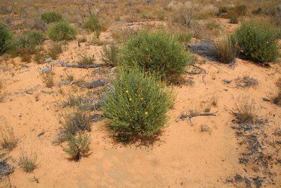 Othonna leptodactyla, photographed by Tony Rebelo