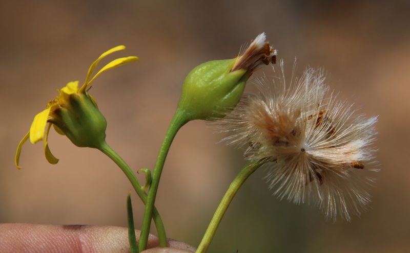 Othonna leptodactyla, photographed by Tony Rebelo